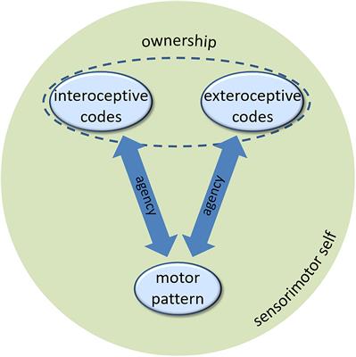 Environment-Related and Body-Related Components of the Minimal Self